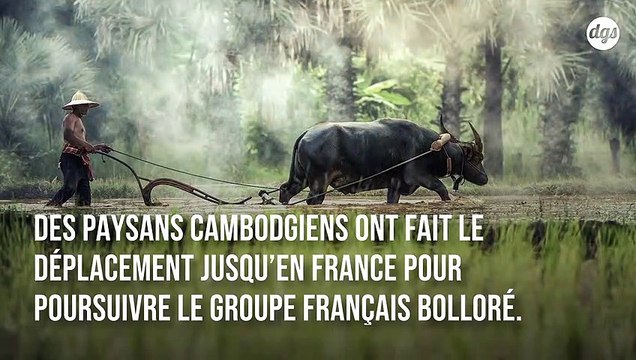 Le groupe Bolloré aurait détruit leur forêt : des villageois cambodgiens réclament justice