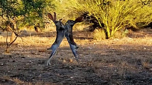 Avez-vous déjà vu deux lièvres qui se battent ?