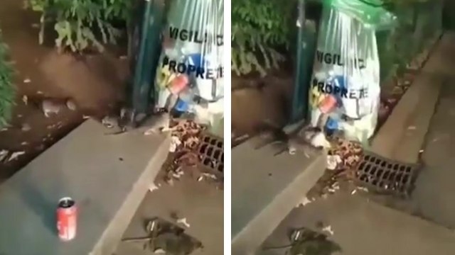 Quel est ce pays où des rats fouillent dans une poubelle ?