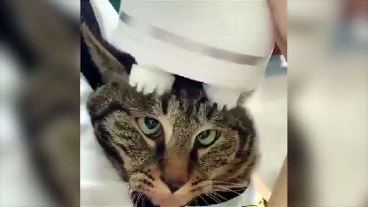 Ce chat se fait masser la tête avec une machine et c'est hilarant !