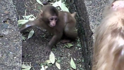 Snow Baby monkey happening - cute animal video_HD