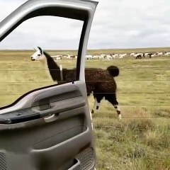 Découvrez l'incroyable challenge kiki do you love me de ce lama. Vous serez bouche bée !