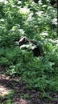Cute Koala Comes in for its Close Up