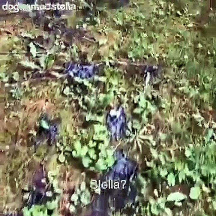 Ce maître est choqué par un bordel inimaginable dans sa maison! L'allure du labrador en dit tout !