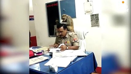 कोतवाल के कंधे पर बैठ सिर में जुएं ढूंढने लगा बंदर
