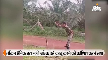 सैनिक ने किंग कोबरा पर किया दाे उंगलियों से काबू