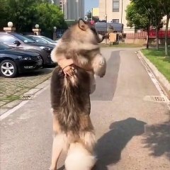 Impressionnant ! Est-ce vraiment un chien ? Ce toutou est sans doute le plus gros du monde !