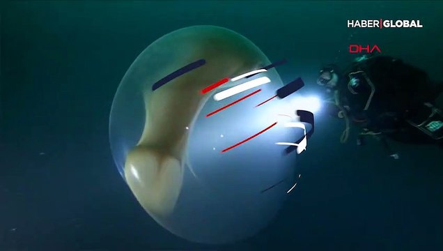 4 metre çapındaki dev kalamar yumurtasını görenler gözlerine inanamıyor