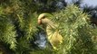 Madrid to curb exploding parakeet population using 'humane' method