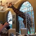 Une invitée surprise ! Une girafe s'invite dans un restaurant et crée une admiration générale