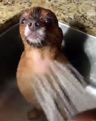 Ce petit chiot qui prend sa douche est trop chou !