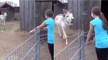 A reação de um burro ao reencontrar a rapariga que o criou