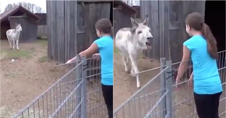 A reação de um burro ao reencontrar a rapariga que o criou