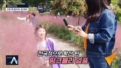 [김진이 간다]토종 밀어내는 미국산 핑크뮬리의 습격