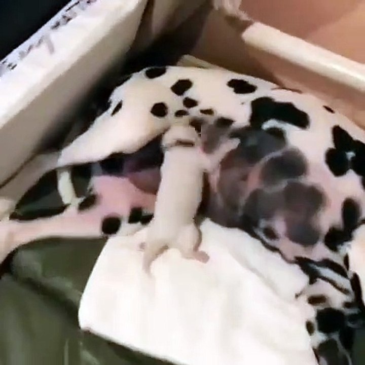 Un chiot gourmand est comme possédé quand il tête le sein de sa maman... Trop drôle