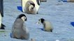 Vite, vite, petit pingouin ! Les premiers pas héroiques d'un bébé pingouin font craquer le zeb