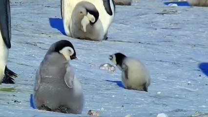 Vite, vite, petit pingouin ! Les premiers pas héroiques d'un bébé pingouin font craquer le zeb