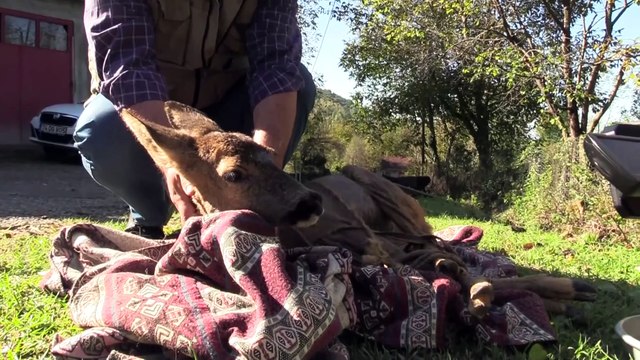 Köpeklerin saldırdığı karacayı köylü çift kurtardı - BARTIN