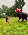 Irrésistible amitié : Cet éléphant aime son ami humain et l'imite à la perfection