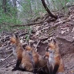 Ces 5 renards roux sont hyper curieux et font tout ensemble