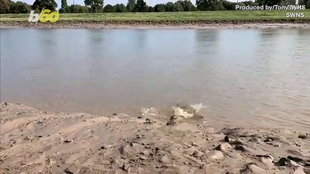 Happy Baby Seal Released Back Into the Wild Aft...