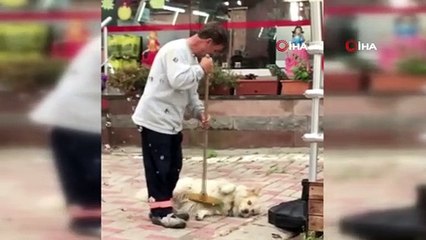 Temizlik işçisine süpürge ile kendini temizleten köpek görenleri gülümsetti