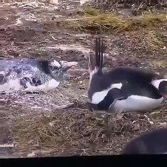 OMG ! il lui envoie son caca en pleine figure