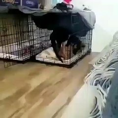 Ce toutou va s'installer à côté de son ami pour lui procurer toute la tendresse qu'il mérite. Magnifique !