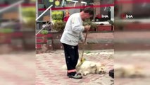 Temizlik işçisine süpürge ile kendini temizleten köpek görenleri gülümsetti