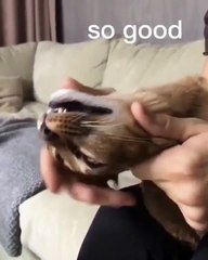 Ce félin est un gros paresseux qui découvre les joies du massage