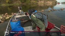 Pêche : valoriser les poissons de la Loire