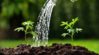 Tipps für eine gute Bewässerung