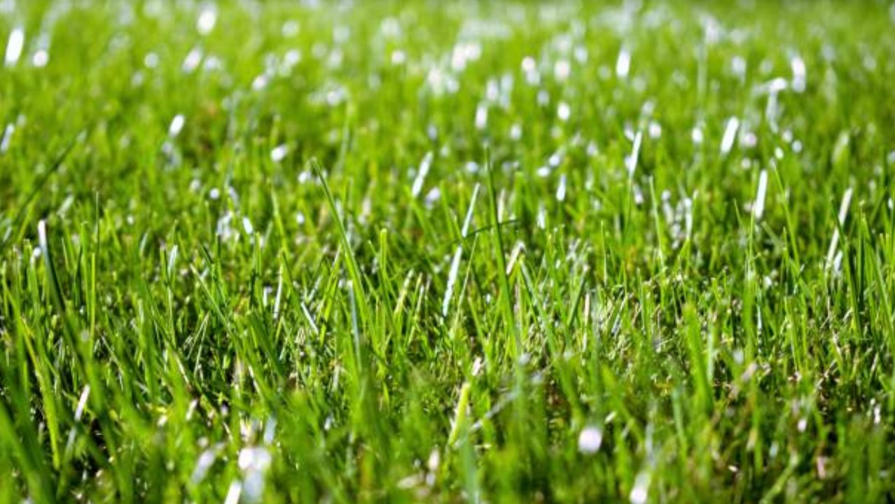 Wie wird Rasen angelegt?