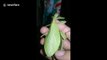 Bizarre leaf insect amazes locals in the Philippines
