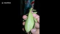 Bizarre leaf insect amazes locals in the Philippines