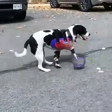 Ce chien amputé des deux jambes prend sa revanche sur la vie