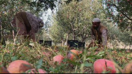 Kashmir farmers struggle from India restrictions