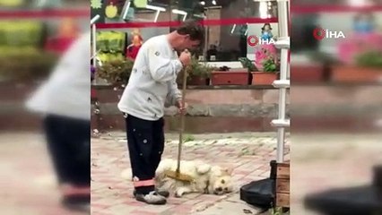 Temizlik işçisine kendisini temizleten köpek