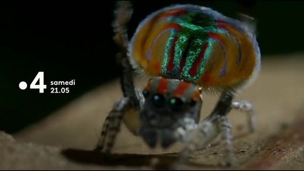 Petits animaux miracles de la nature - Bande annonce