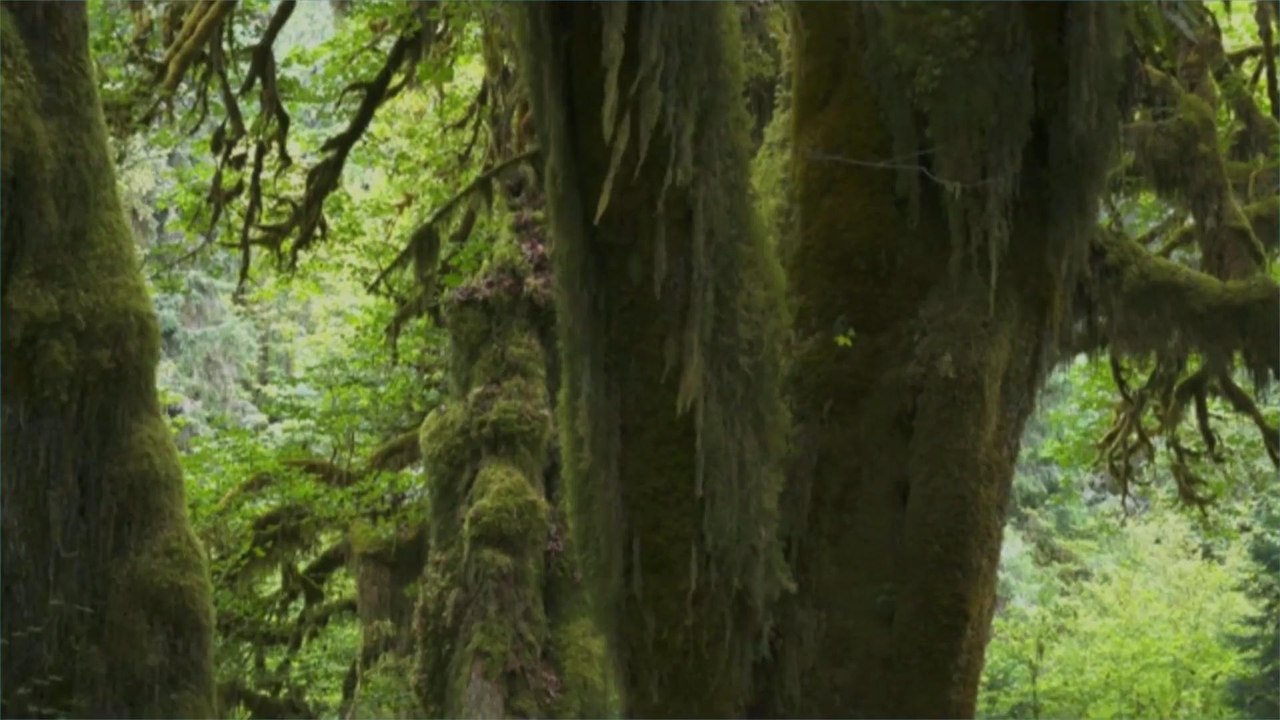 People Are Stealing Maple Trees From National Forests — and They're Causing Serious Problems