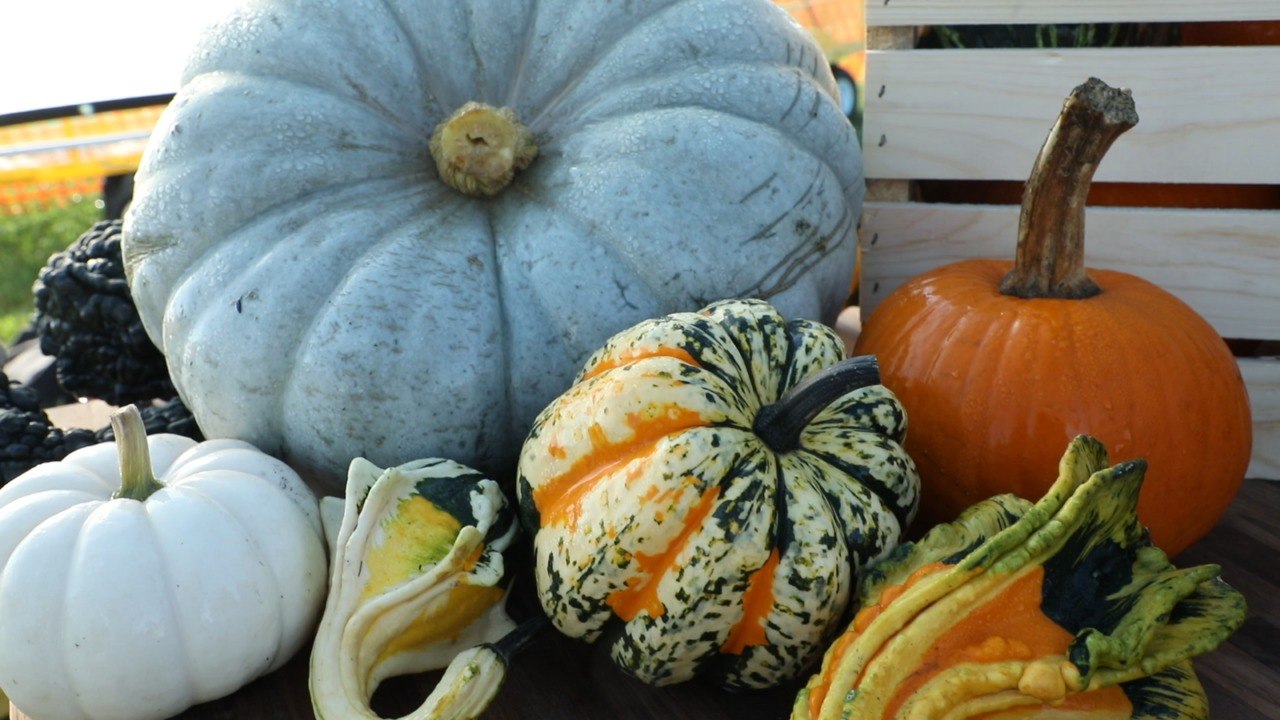 All About Pumpkins