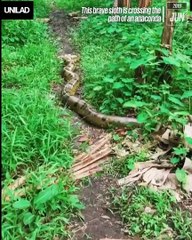 Sloth Crosses Path Of Giant Anaconda
