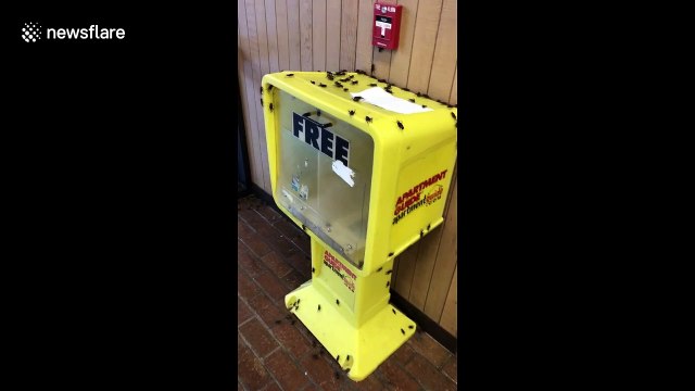 Thousands of crickets infest Texas university