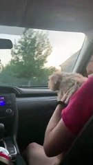 Windshield Wipers Drive Dog Wild