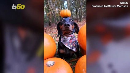 Balancing Act! Dog’s Ability to Balance Items on His Head Turns Him into Social Media Attraction!