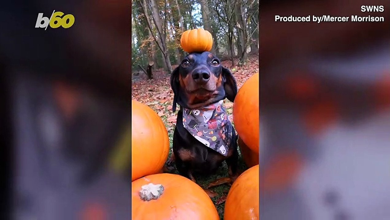 Balancing Act! Dog’s Ability to Balance Items o...