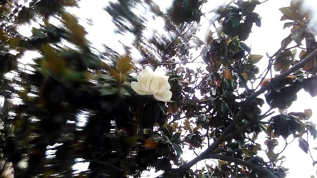 Une fleur à San Jose, Californie, Etats-Unis d'Amérique, hiver 2019