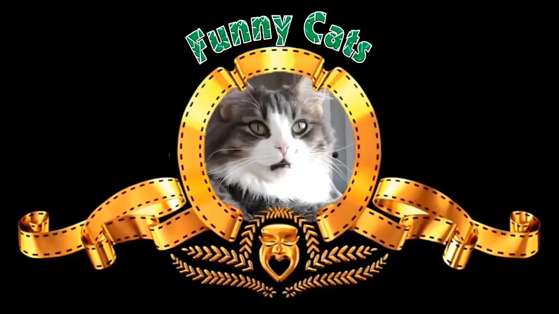 Gatti pazzi ✪ Gatti divertenti ✪ Prova a non ridere #17 - video Dailymotion