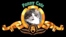 Gatti pazzi ✪ Gatti divertenti ✪ Prova a non ridere #17