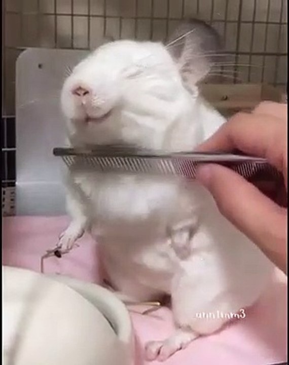 Cette souris adore se faire peigner les poils ! Regardez son sourire !